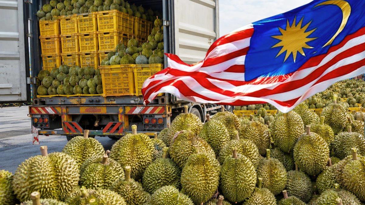 'สึนามิทุเรียน' ถล่มตลาดพังราคาร่วง 50% ร้านค้าถึงขั้นแจกฟรี