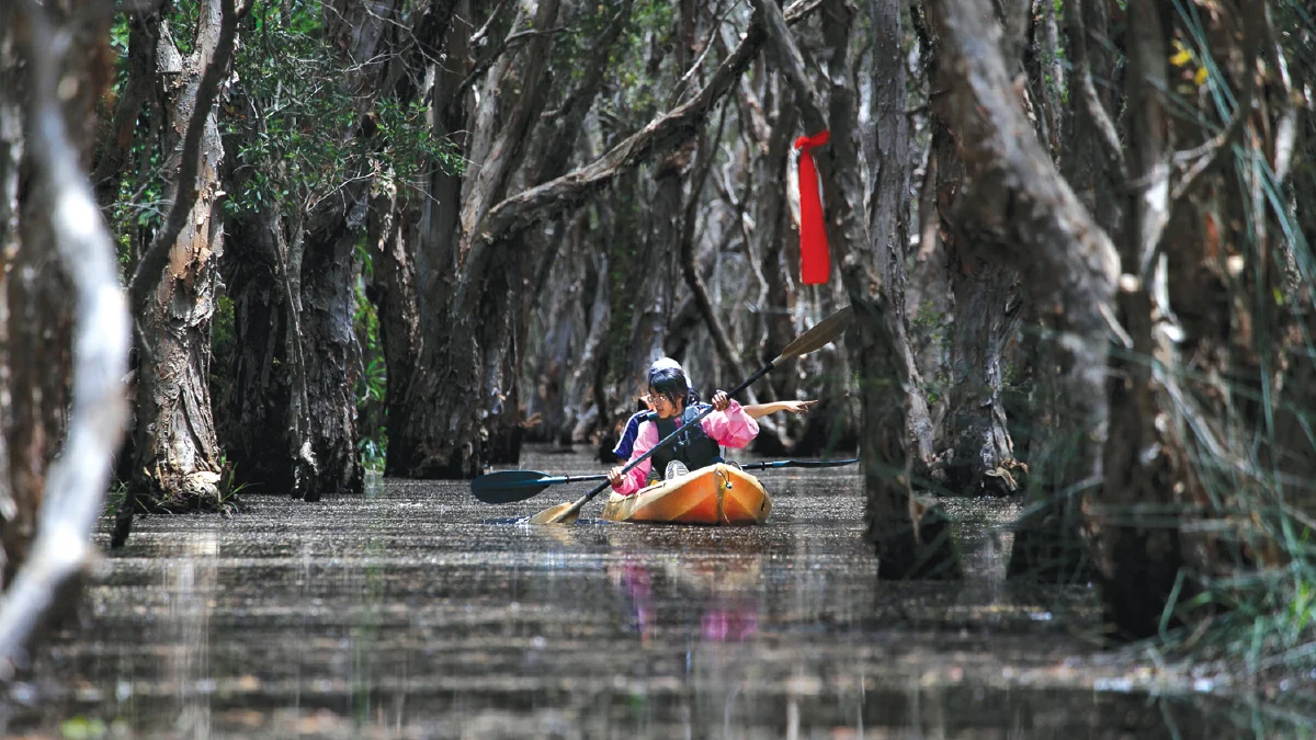 พายเรือเข้าป่าแห่งจินตนาการ  ‘เสม็ดโบราณพันปี’